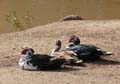 muscovy1340899aw