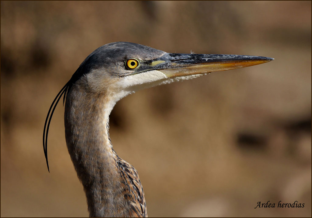 03ardea_herodias1090273w