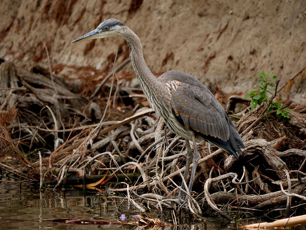 03ardea_herodias1090273w