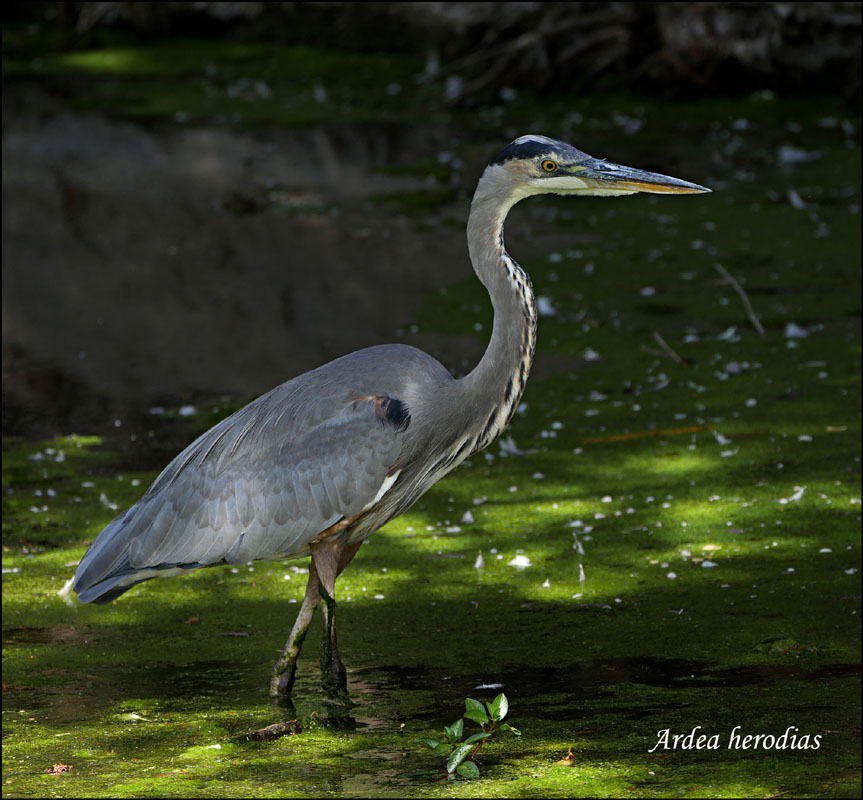 03ardea_herodias1090273w