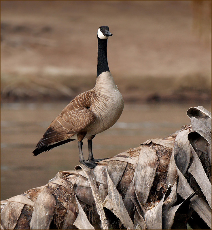 05branta_canadensis1050159aw