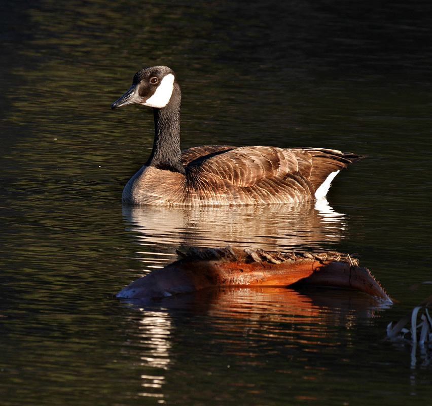 05branta_canadensis1050159aw