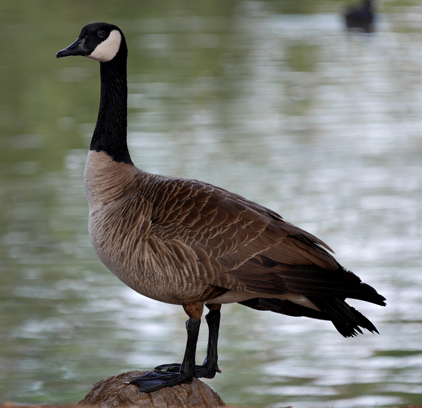 05branta_canadensis1050159aw