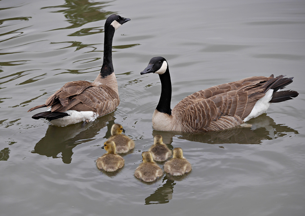 06branta_canadensis1090594w