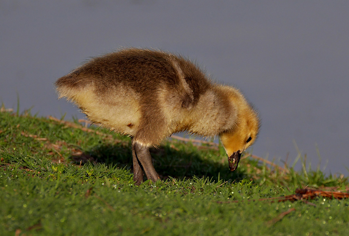 06branta_canadensis1090594w