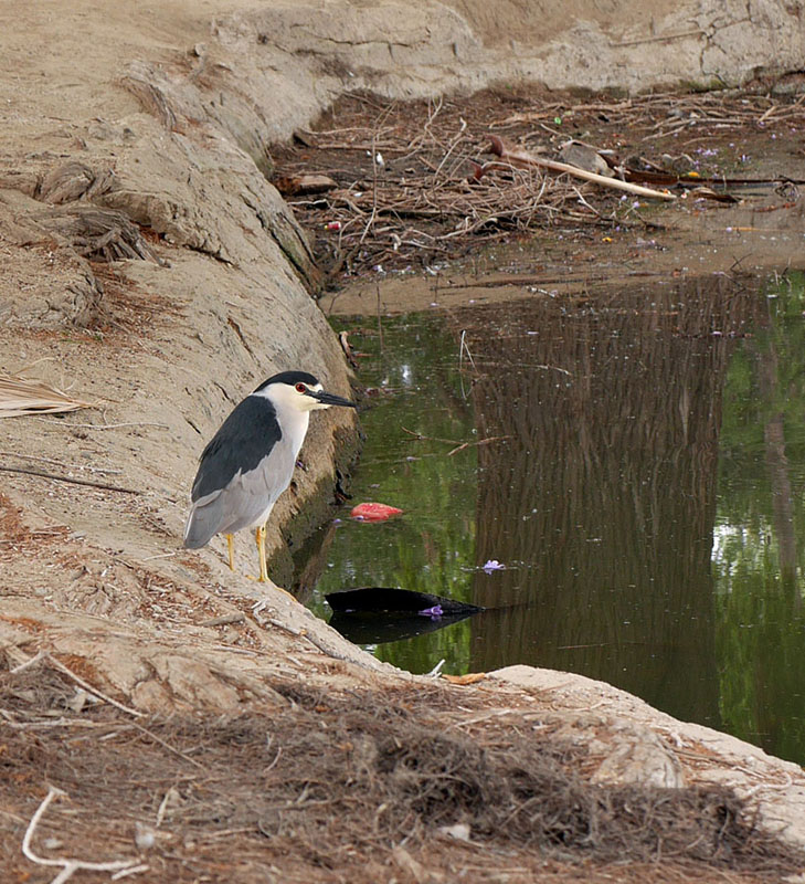 13nycticorax1090419w