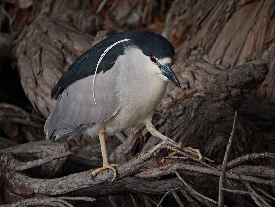 13nycticorax1090419w