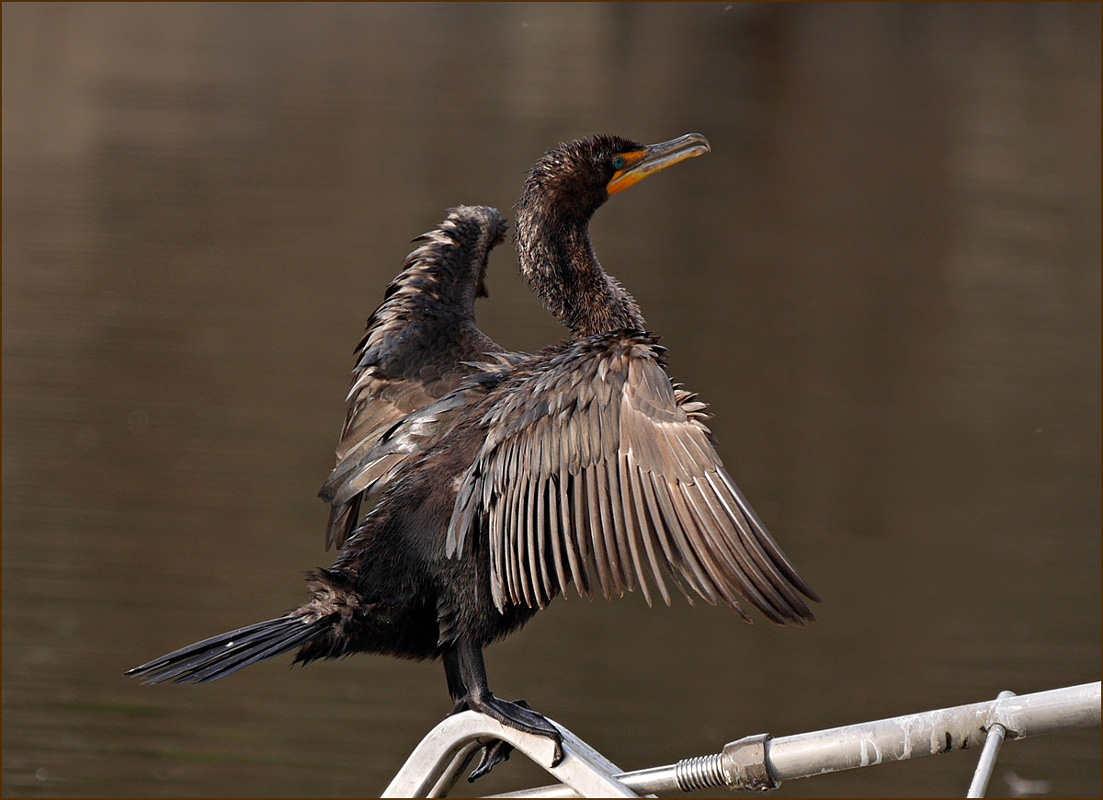 15phalacrocorax_auritus1060341aw