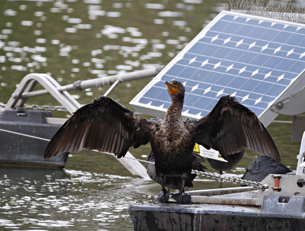 15phalacrocorax_auritus1060341aw