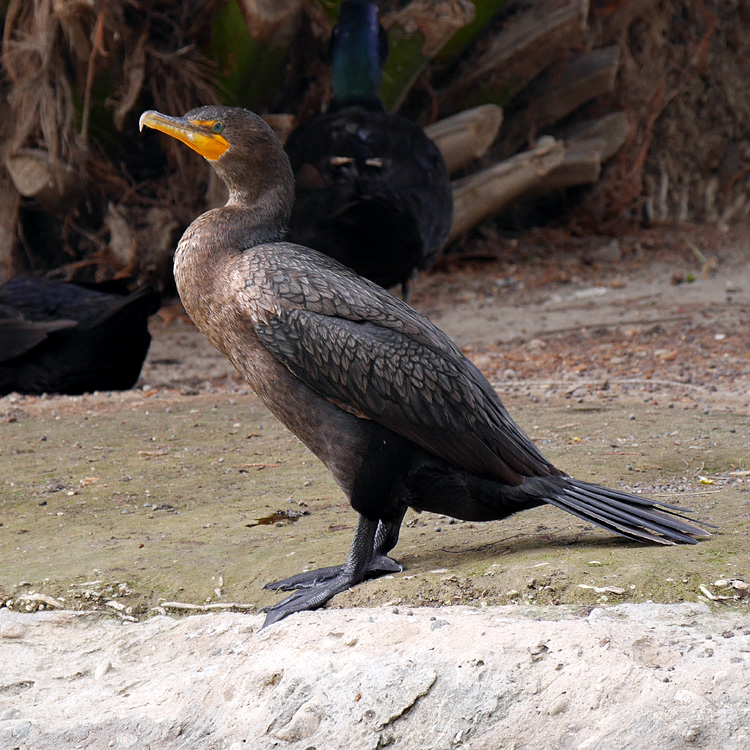 15phalacrocorax_auritus1060341aw