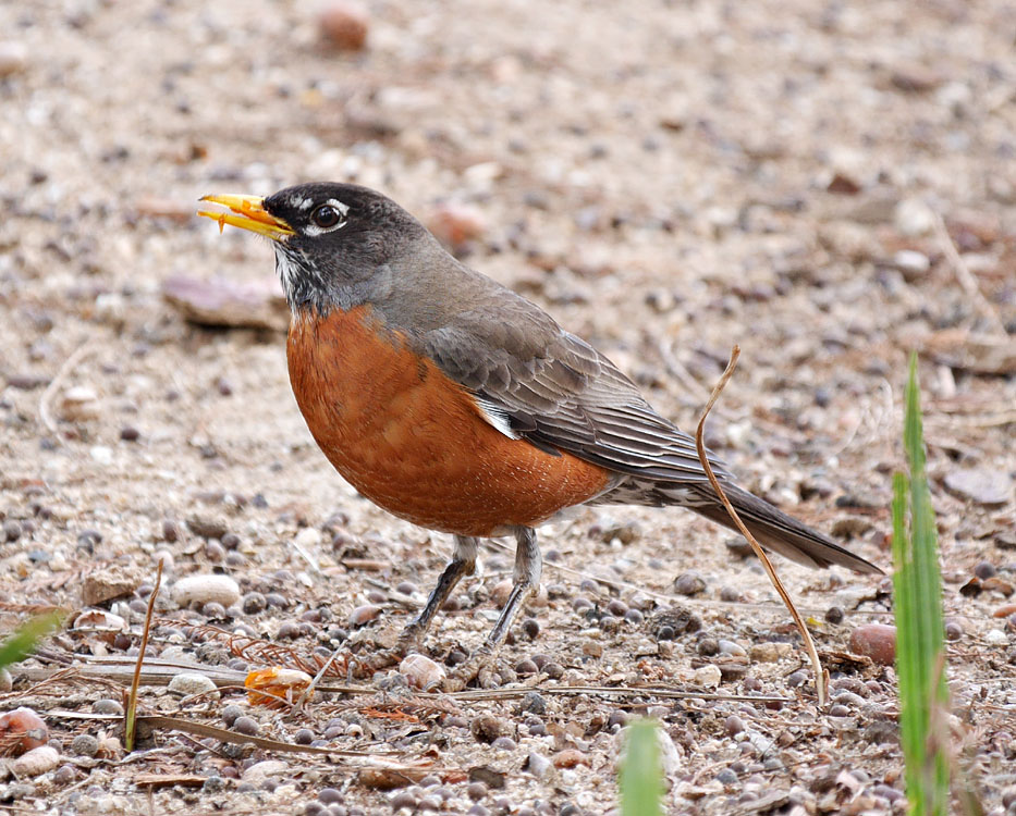 19turdus_migratorius1060319w