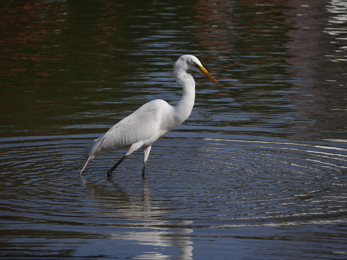 22ardea_alba1100040w