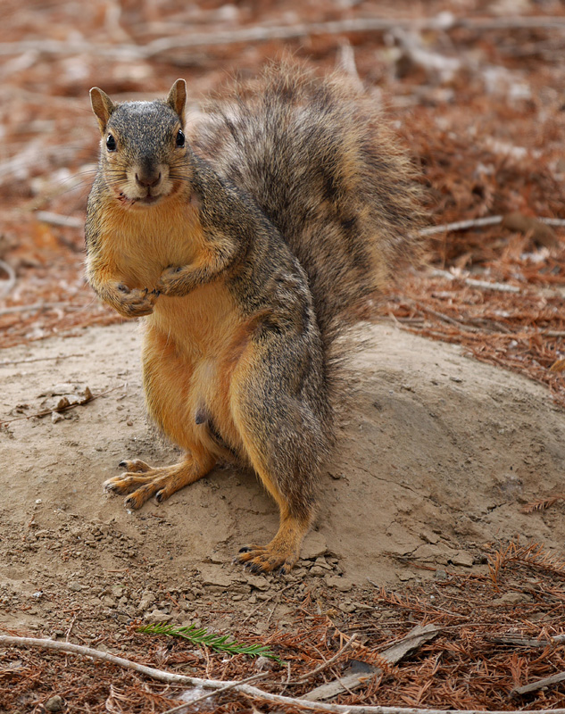 23sciurus_niger1090951w