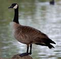 05branta_canadensis1050159aw