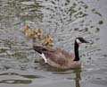 06branta_canadensis1090594w