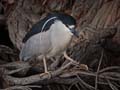 13nycticorax1090419w