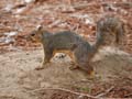 23sciurus_niger1090951w