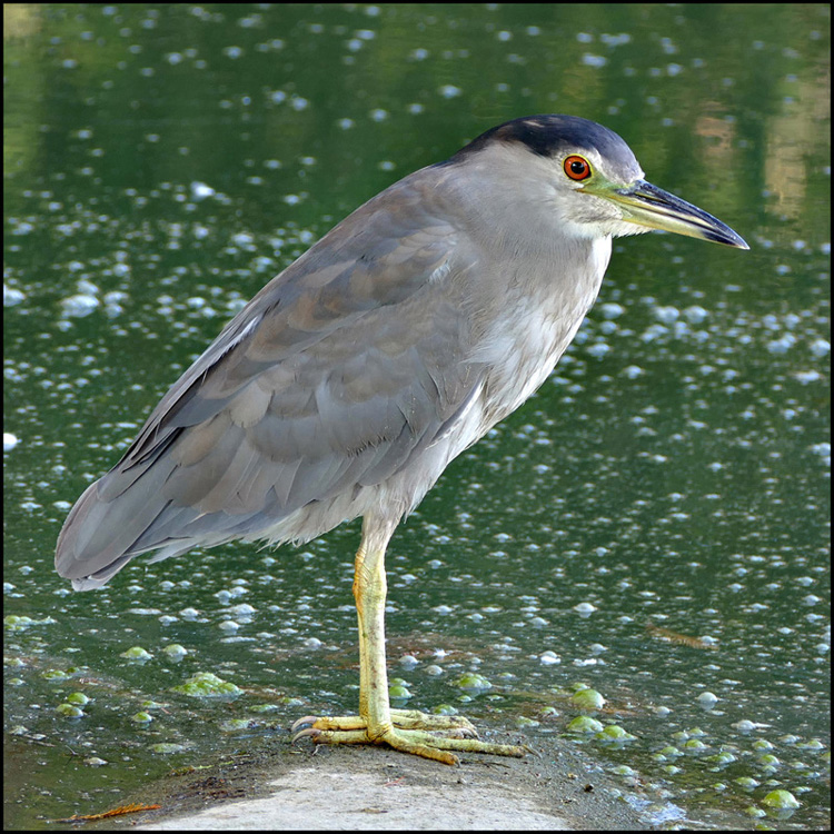 041Nycticorax_nycticorax1020216bw