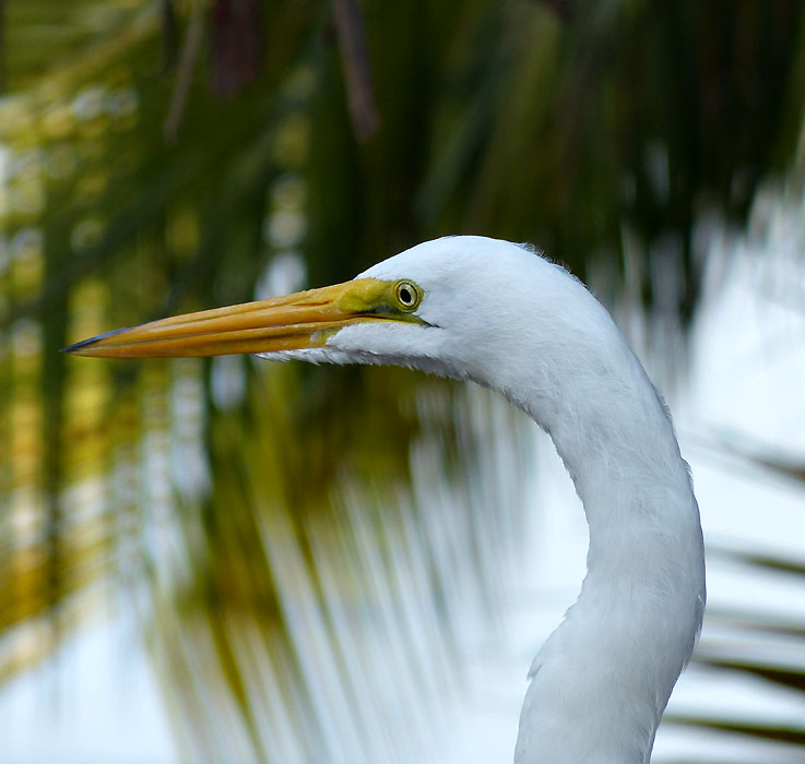 egret1050909w