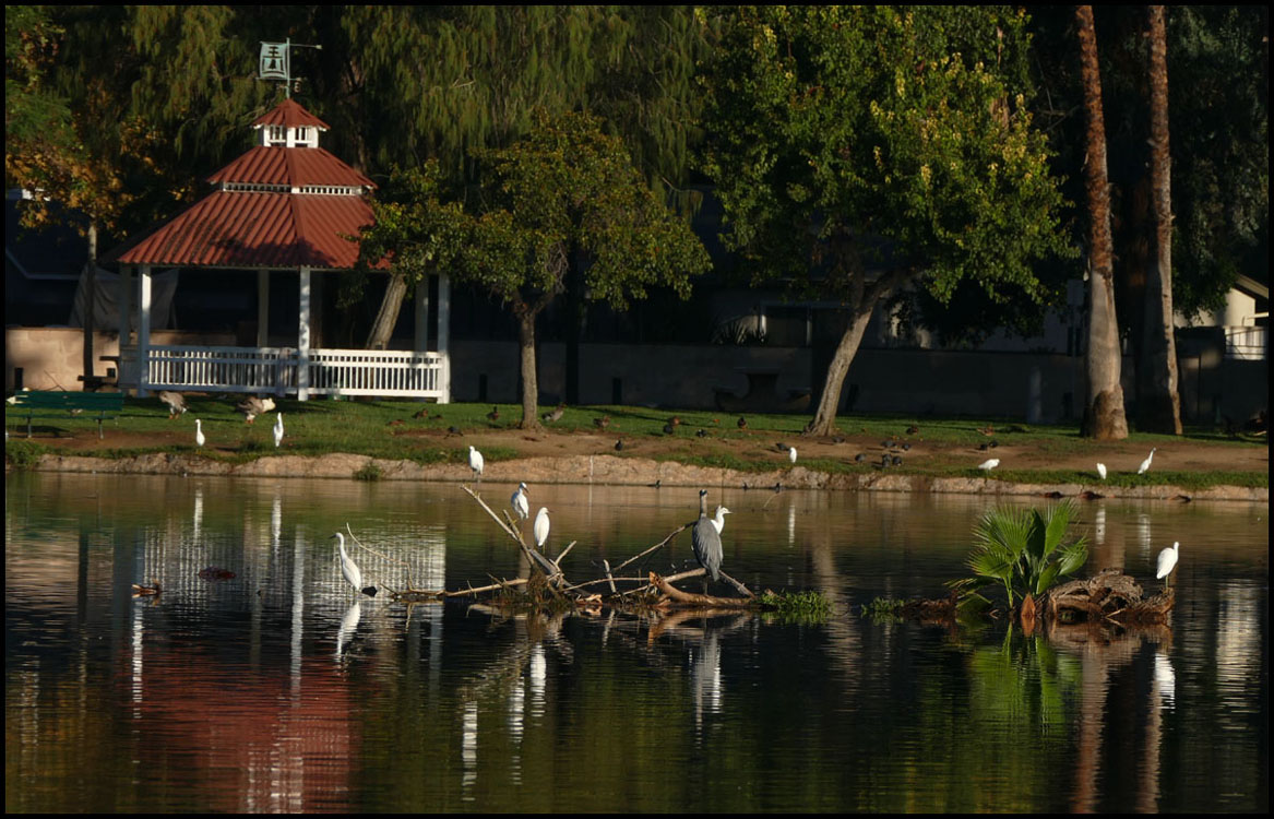 egret1060428-400w