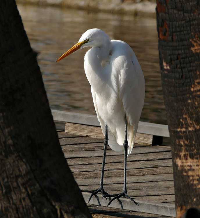 egret1150385-800w