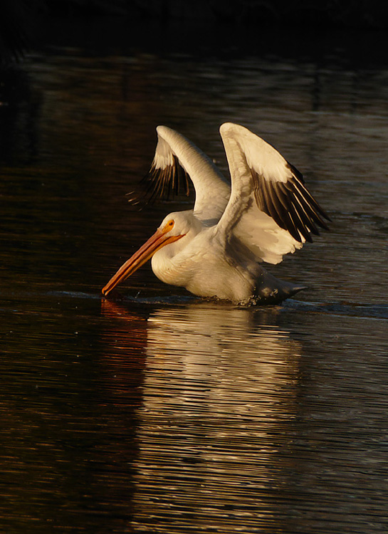 pelican1150219bw