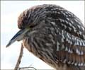 05night-heron-juv_2-800