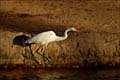 egret1020695w