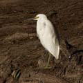 egret1150576w