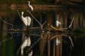 egrets1060524-1329aw