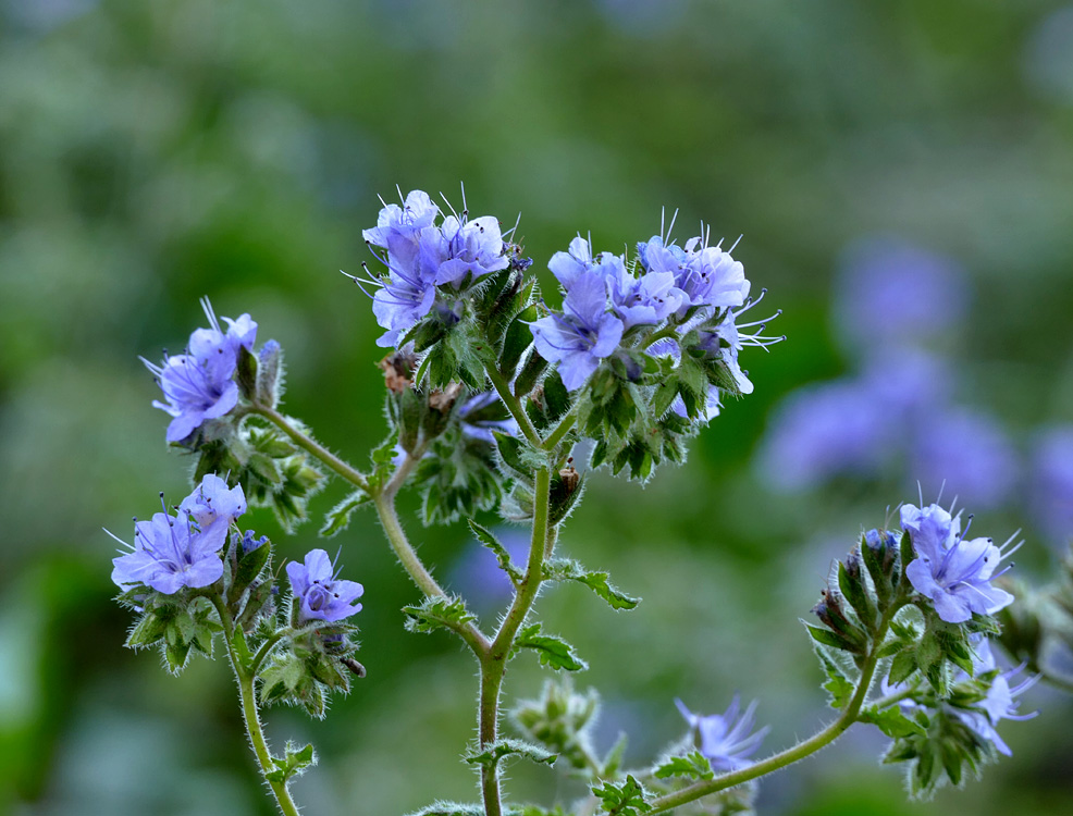 02phacelia_distans1340339w