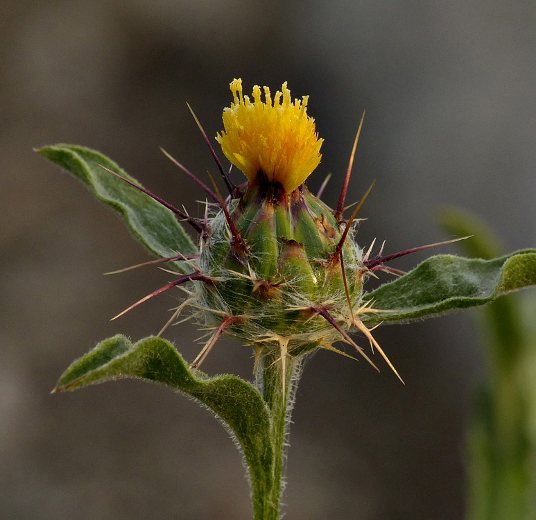 02centaurea_melitensis1090638aw