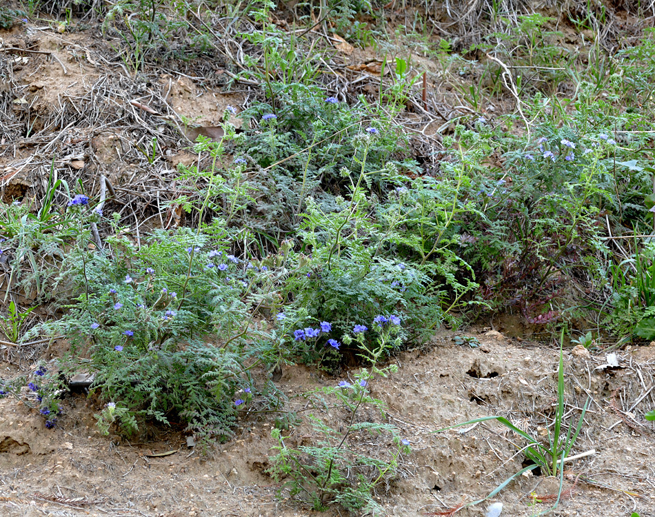 02phacelia_distans1340339w