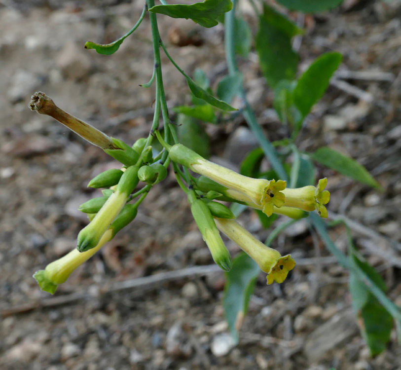 03nicotiana_glauca1340350w