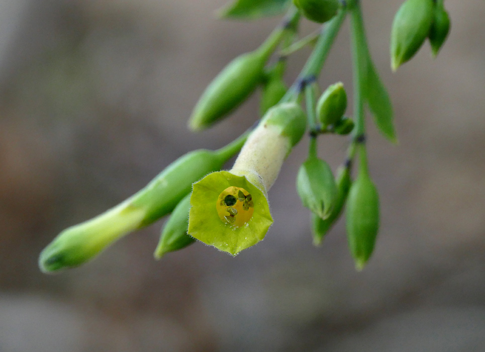 03nicotiana_glauca1340350w