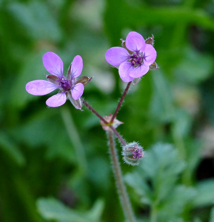 04erodium_cicutarium1340356w