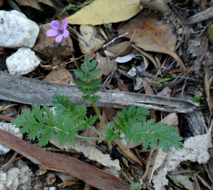 04erodium_cicutarium1340356w