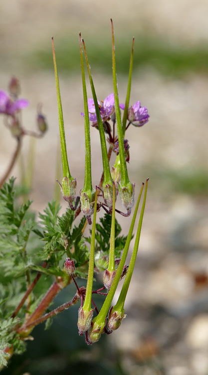 04erodium_cicutarium1340356w