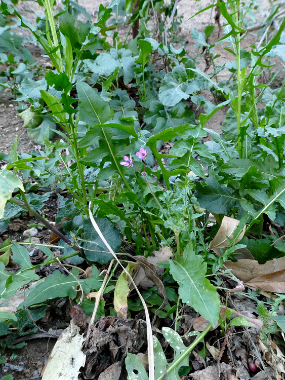 04erodium_cicutarium1340356w