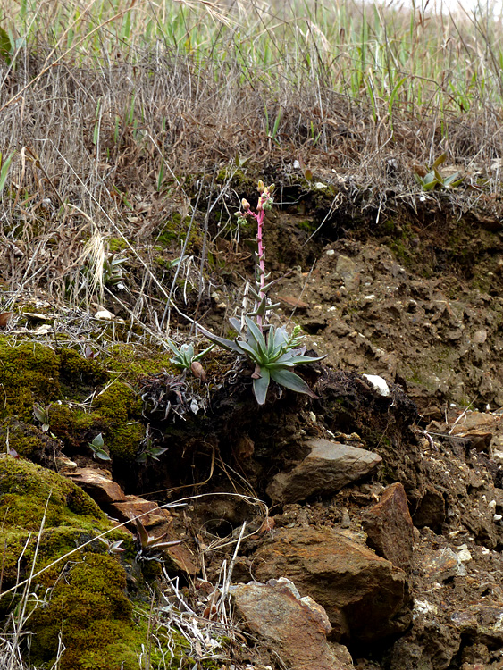 05dudleya_lanceolata1090472w