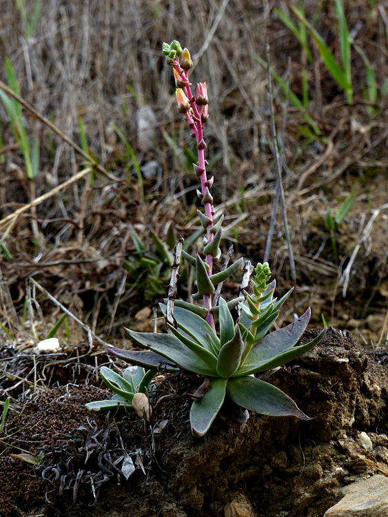 05dudleya_lanceolata1090472w