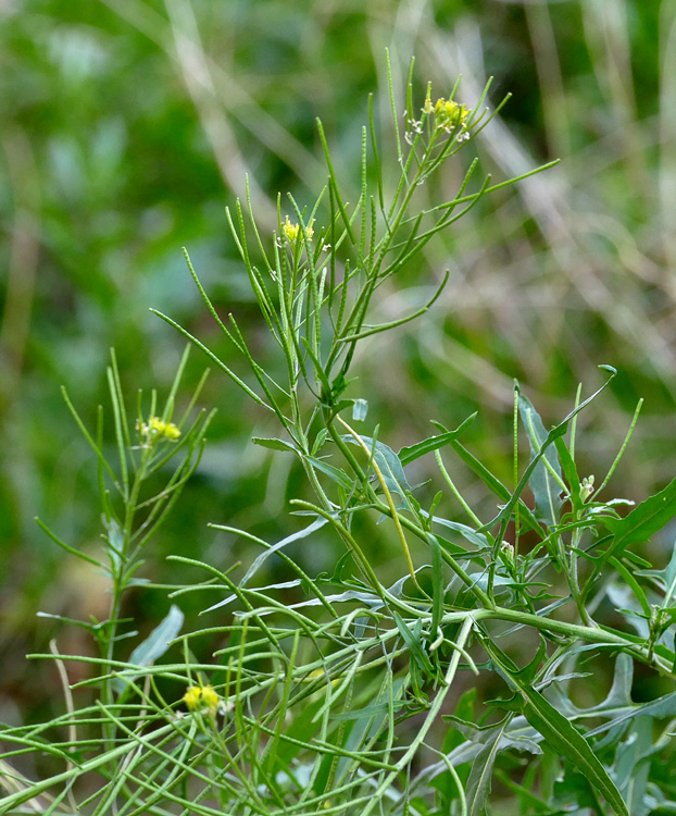 05sisymbrium_irio1340334w