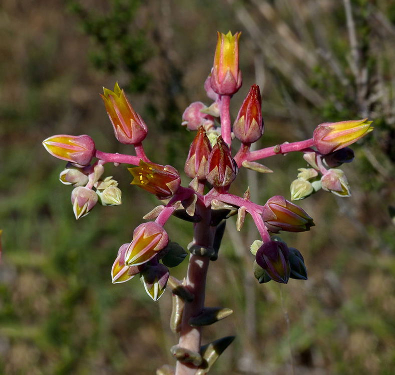 05dudleya_lanceolata1090472w