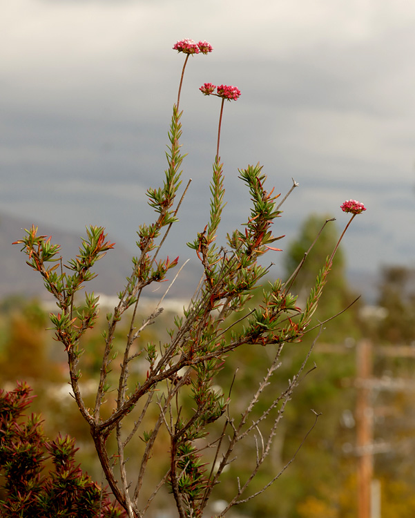 06eriogonum1340586w