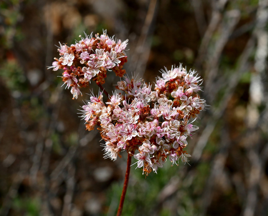 06eriogonum1340586w