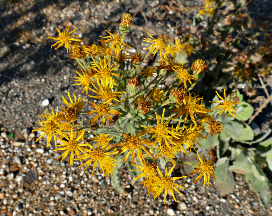 07heterotheca_grandiflora1340393w