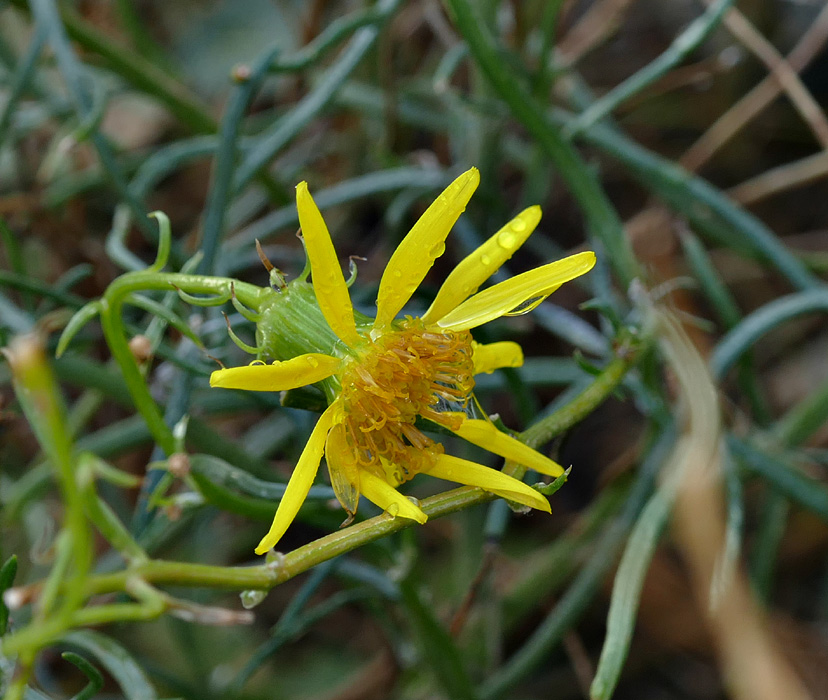 08senecio1340526w