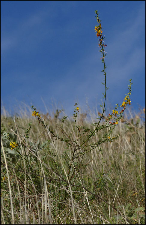 08lotus_scoparius1090652w