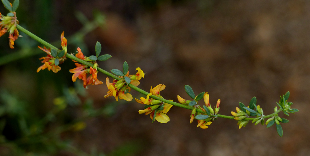 08lotus_scoparius1090652w