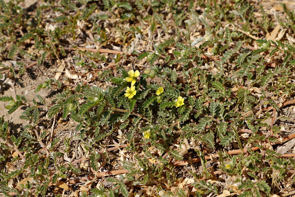 09tribulus_terrestris1150454-w